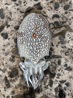 シリヤケイカの釣果