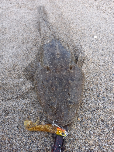 マゴチの釣果