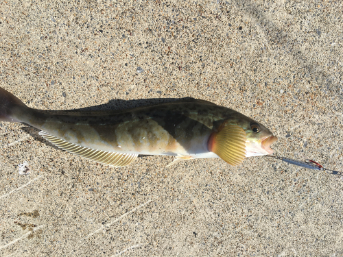 ホッケの釣果