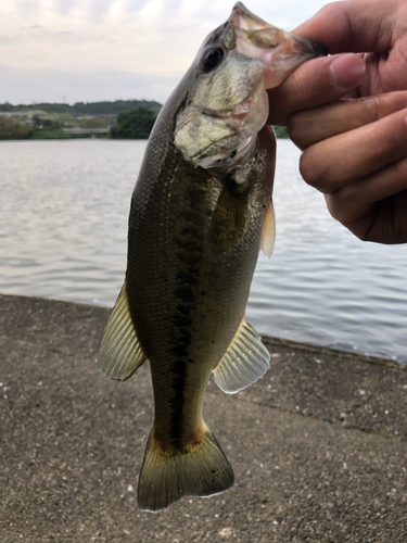 ラージマウスバスの釣果