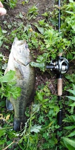 ブラックバスの釣果