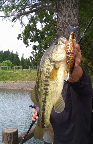 ブラックバスの釣果