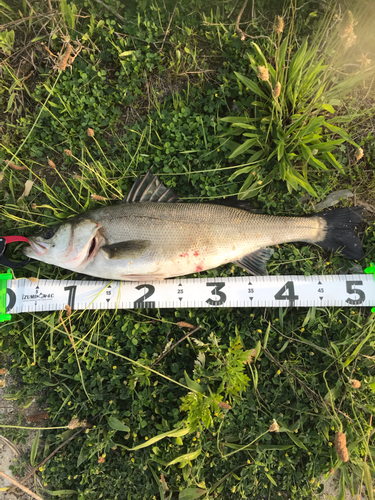 シーバスの釣果