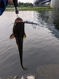 ナマズの釣果