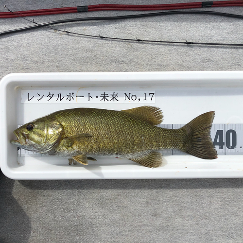 スモールマウスバスの釣果