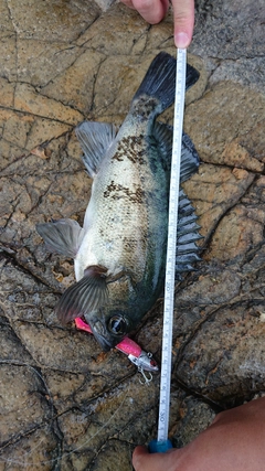 シロメバルの釣果