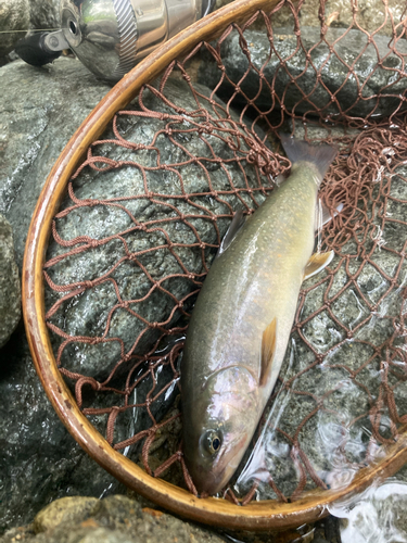 イワナの釣果