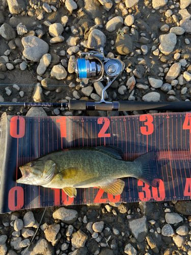 スモールマウスバスの釣果