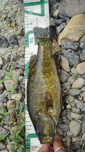 スモールマウスバスの釣果