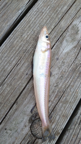 キスの釣果