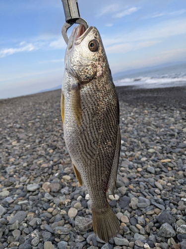 ニベの釣果