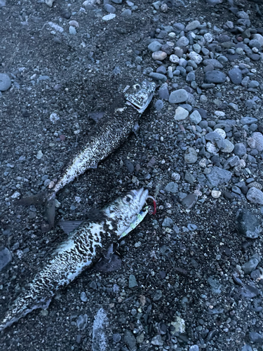 サバの釣果