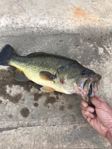 ラージマウスバスの釣果