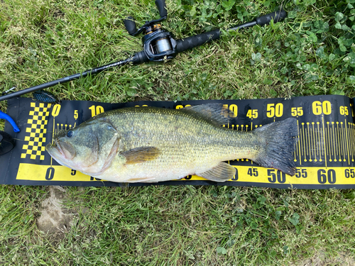 ブラックバスの釣果