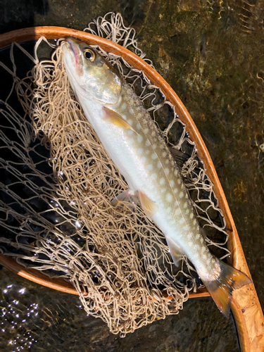 イワナの釣果