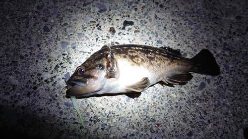 クロソイの釣果