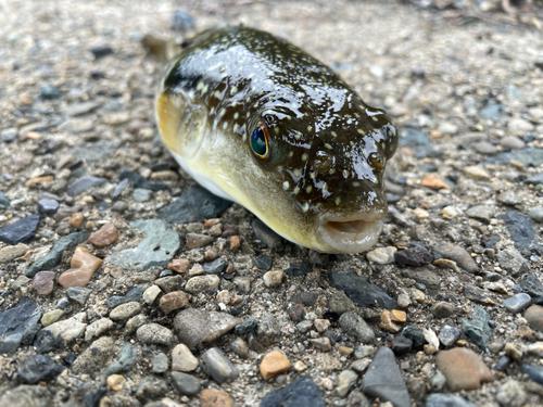 クサフグの釣果