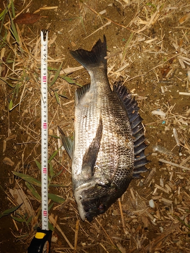 クロダイの釣果