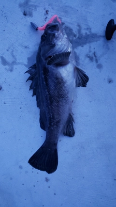 ソイの釣果