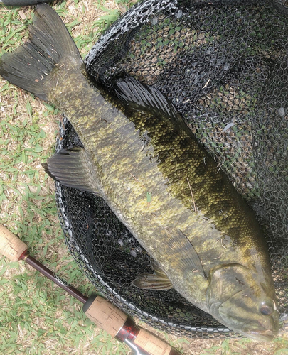 スモールマウスバスの釣果