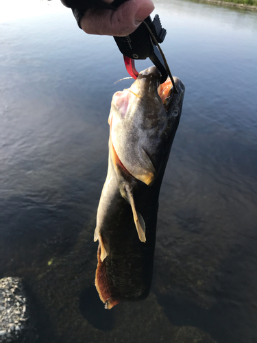 ニホンナマズの釣果