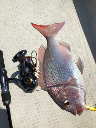 マダイの釣果