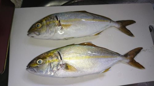 釣果