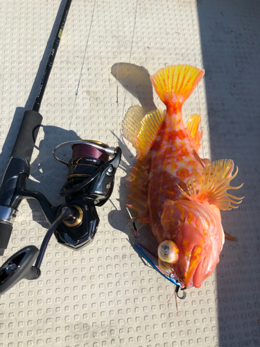 アヤメカサゴの釣果