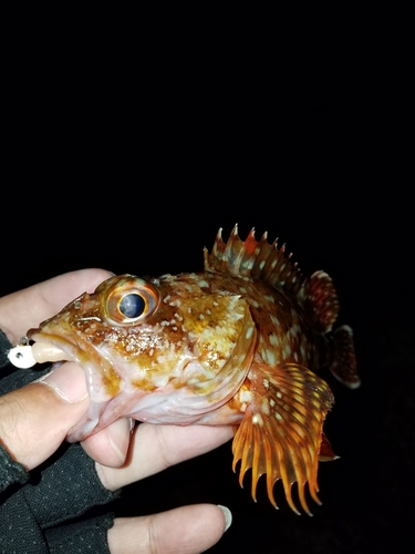 ガシラの釣果