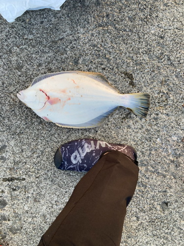 カレイの釣果