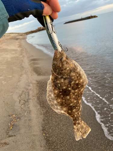 ソゲの釣果