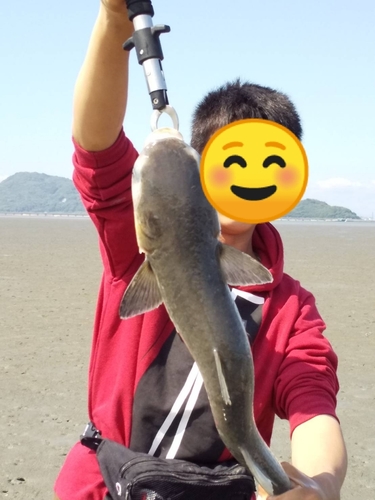 ボラの釣果