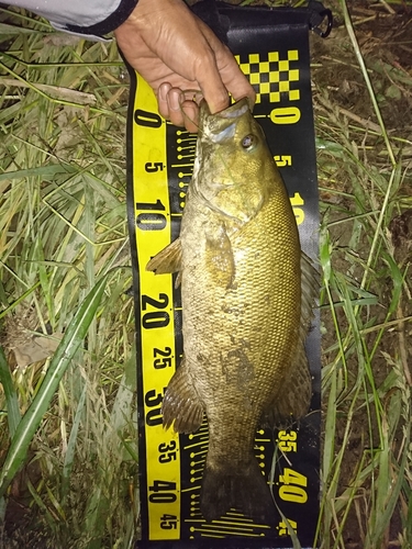 スモールマウスバスの釣果