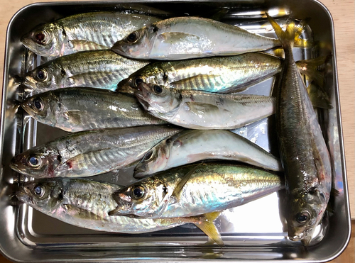 アジの釣果