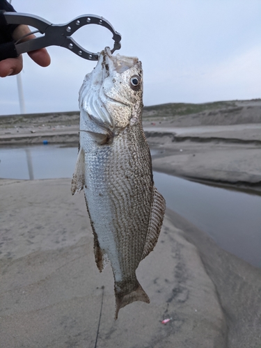 イシモチの釣果