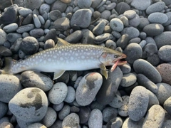 アメマスの釣果