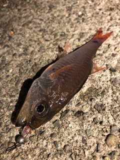 クロホシイシモチの釣果