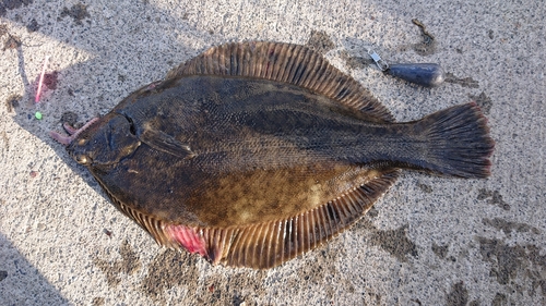 カレイの釣果