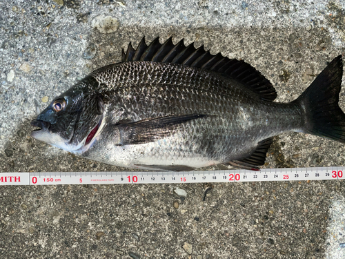 クロダイの釣果