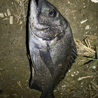 兄サキスの釣果