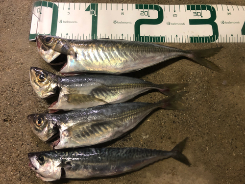 アジの釣果