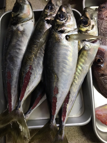 アジの釣果