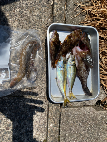 アラカブの釣果