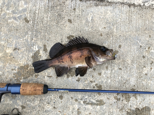 メバルの釣果