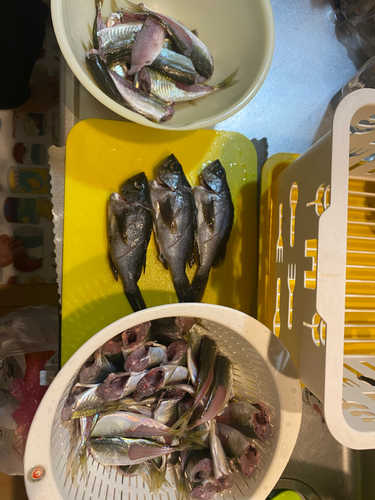 クロメバルの釣果