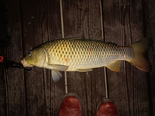 コイの釣果