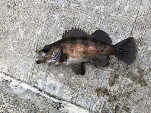 メバルの釣果