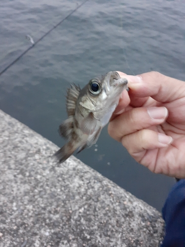 シロメバルの釣果