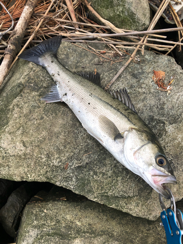 セイゴ（マルスズキ）の釣果