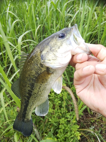 ブラックバスの釣果